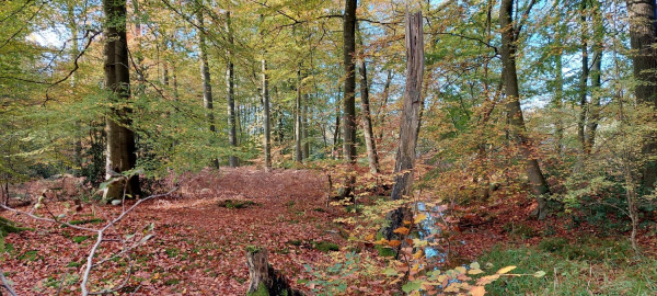 Blick in den herbstlichen Laubwald am Hof Ramsbrock