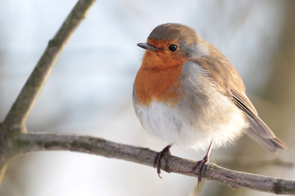 Bild vom Rotkehlchen