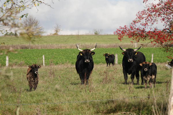 Heckrinder in der Johannisbachaue