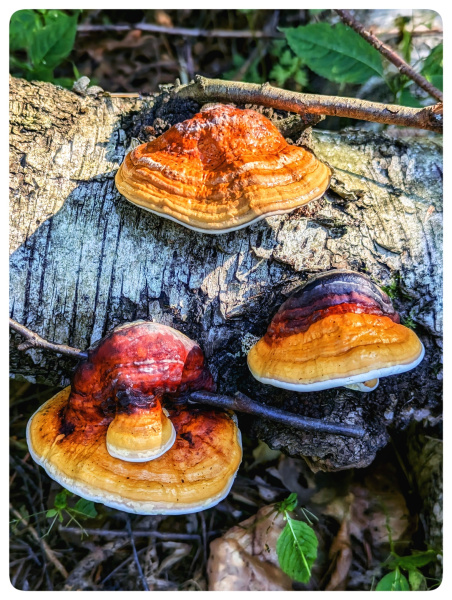 Das Leben ist schön