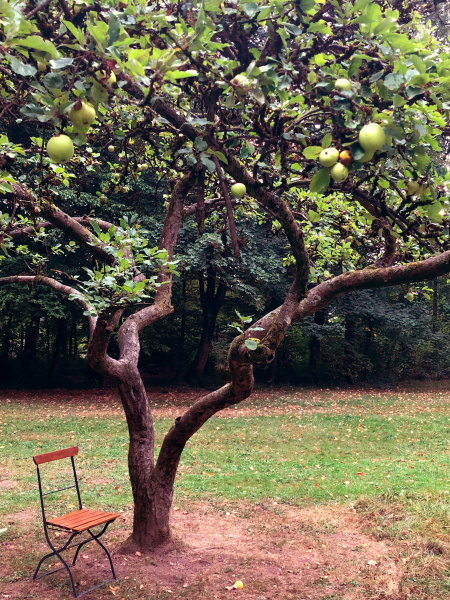 knorriger Apfelbaum mit grünen Äpfeln und einem Gartenstuhl.