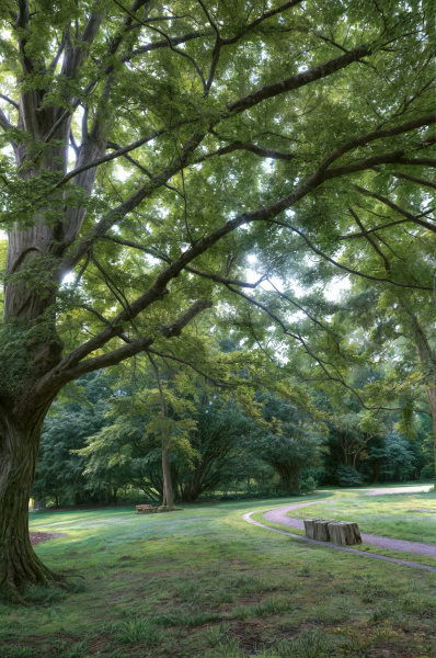 Bäume und Pflanzen auf dem Nicolaifriedhof entdecken - Spaziergang, Musik und Texte